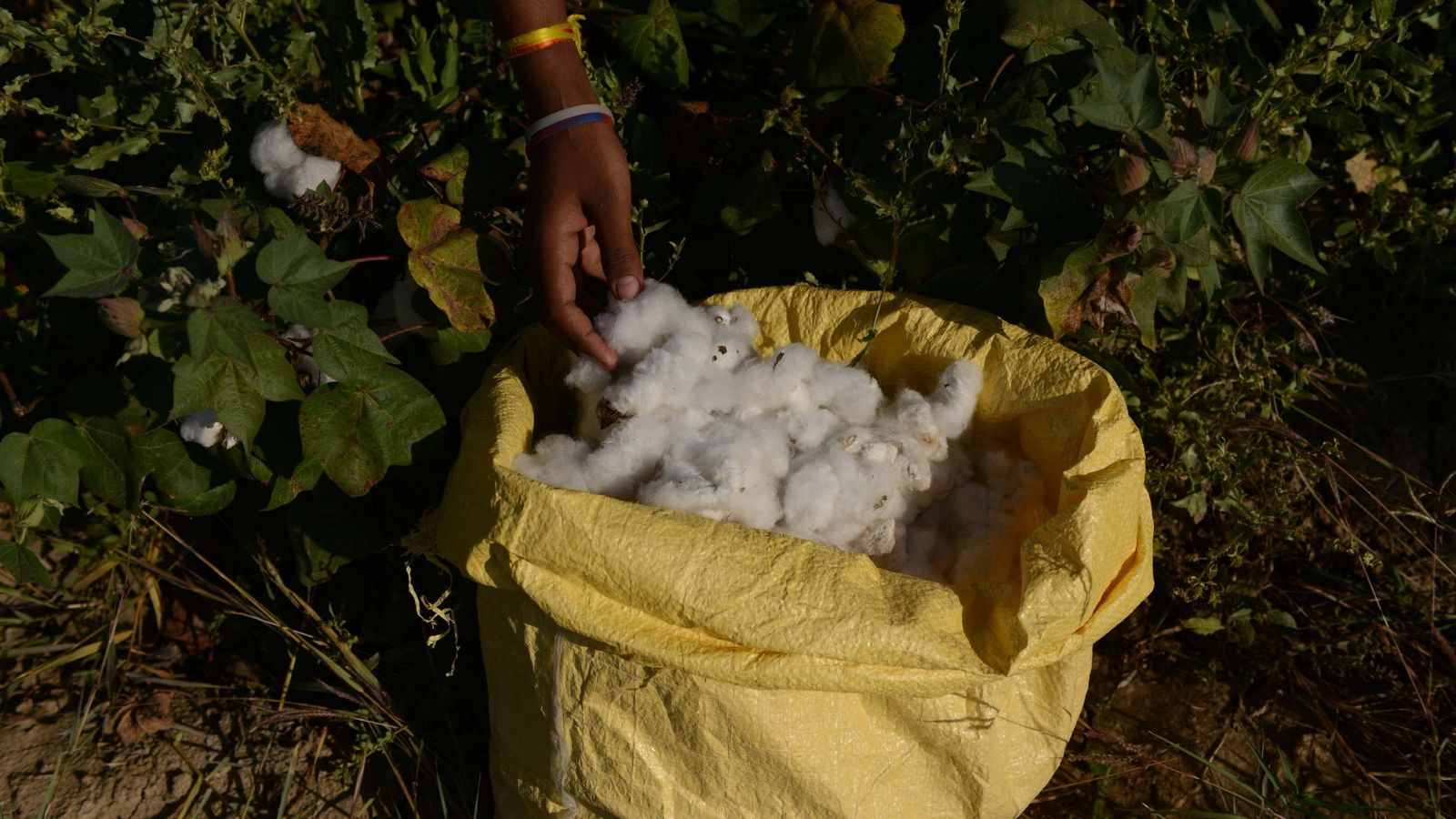 Organic cotton